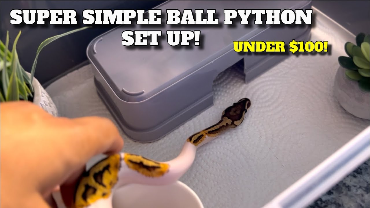 How To Make A Temporary Ball Python Set Up Under $100