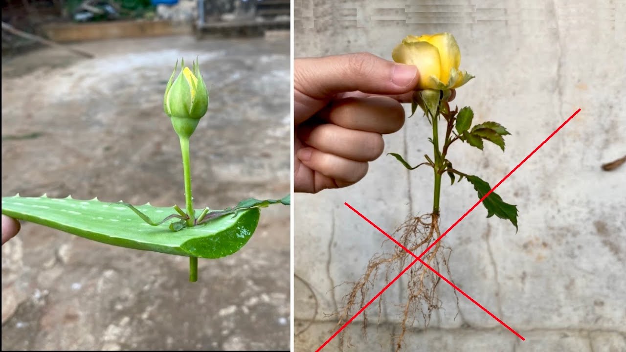 truth | How to growing yellow roses from flower buds
