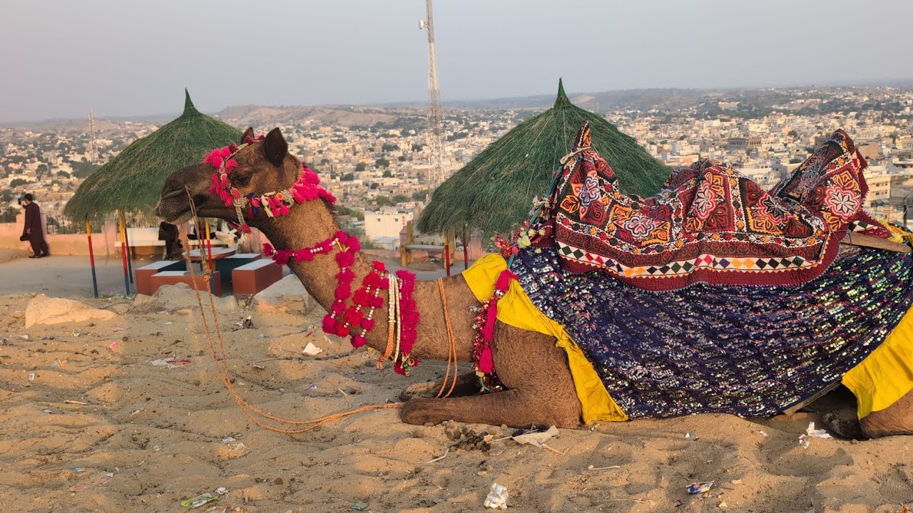  A stunning camel is sitting in the city, looking incredibly beautiful.