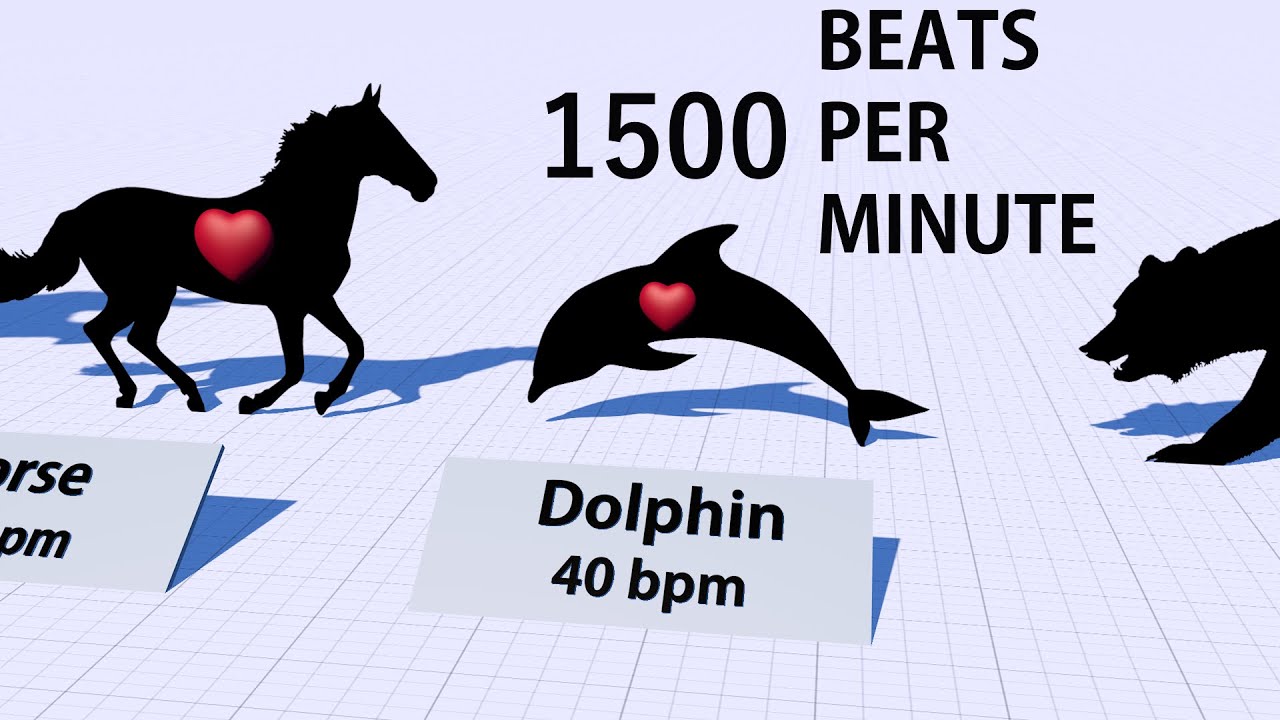 Heartbeats Comparison - Heart Rates of Animals and Human ♥️