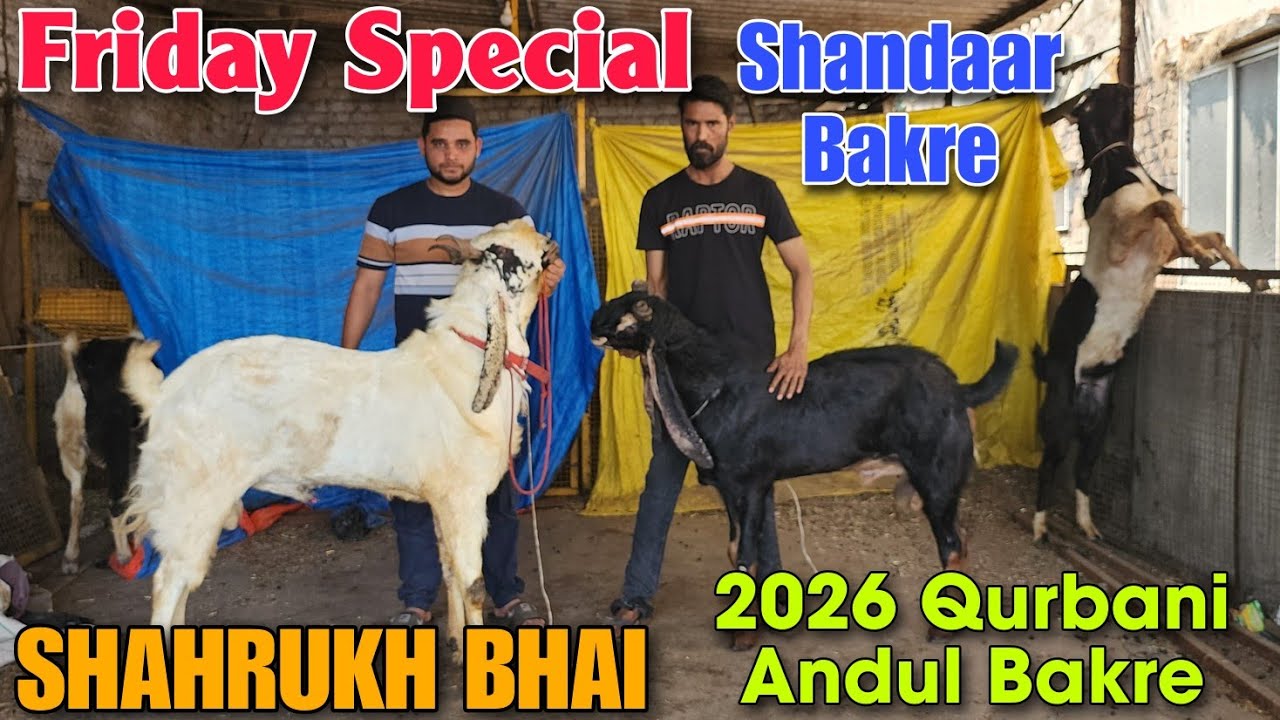 Friday Special 2026 Qurbani Andul Bakre SHAHRUKH BHAI | Kota Aggressive Goat In Bhiwandi 