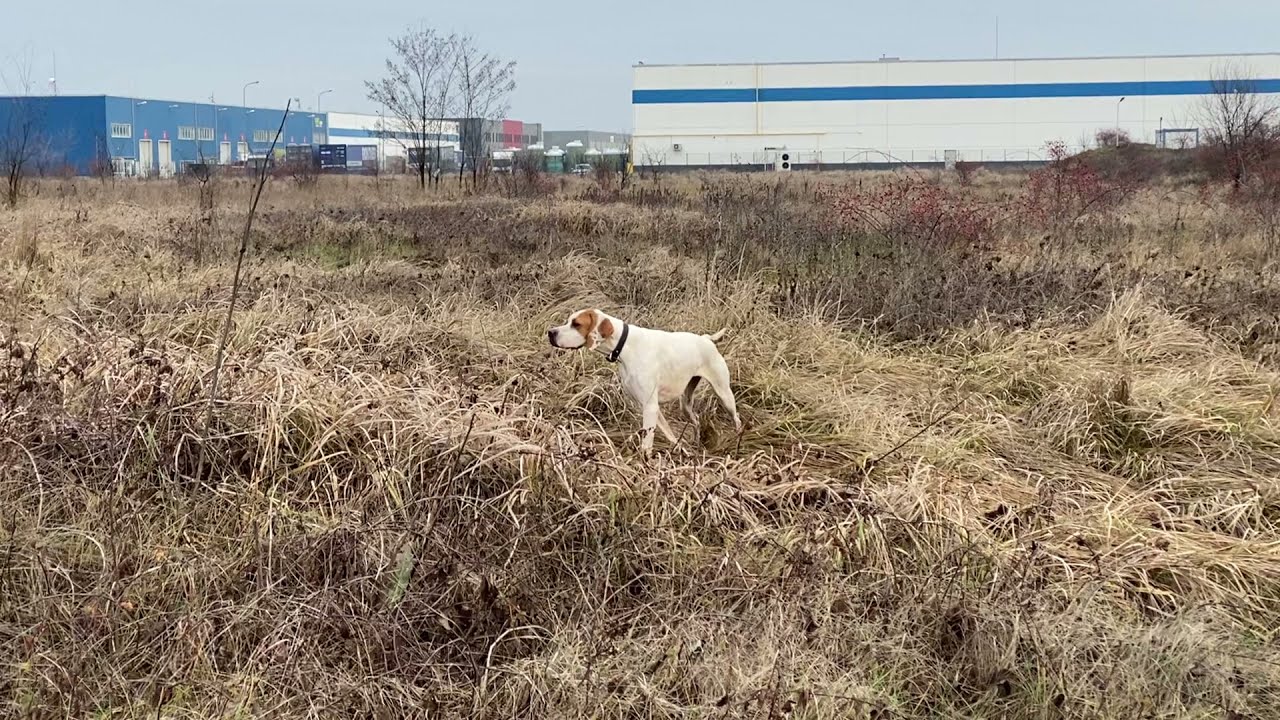 English Pointer Pheasant Hunting