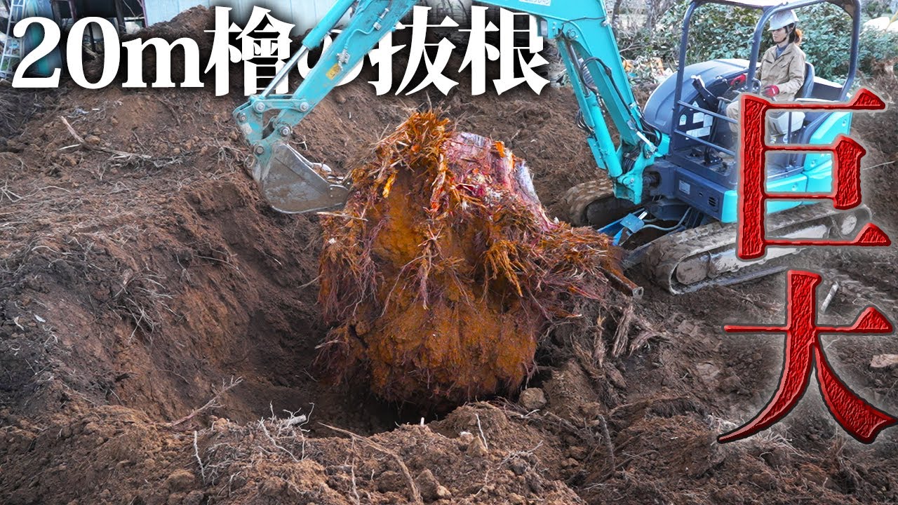 【衝撃】直径100cm超えの切り株を抜根…ユンボが悲鳴を上げる【廃墟復興430日目】