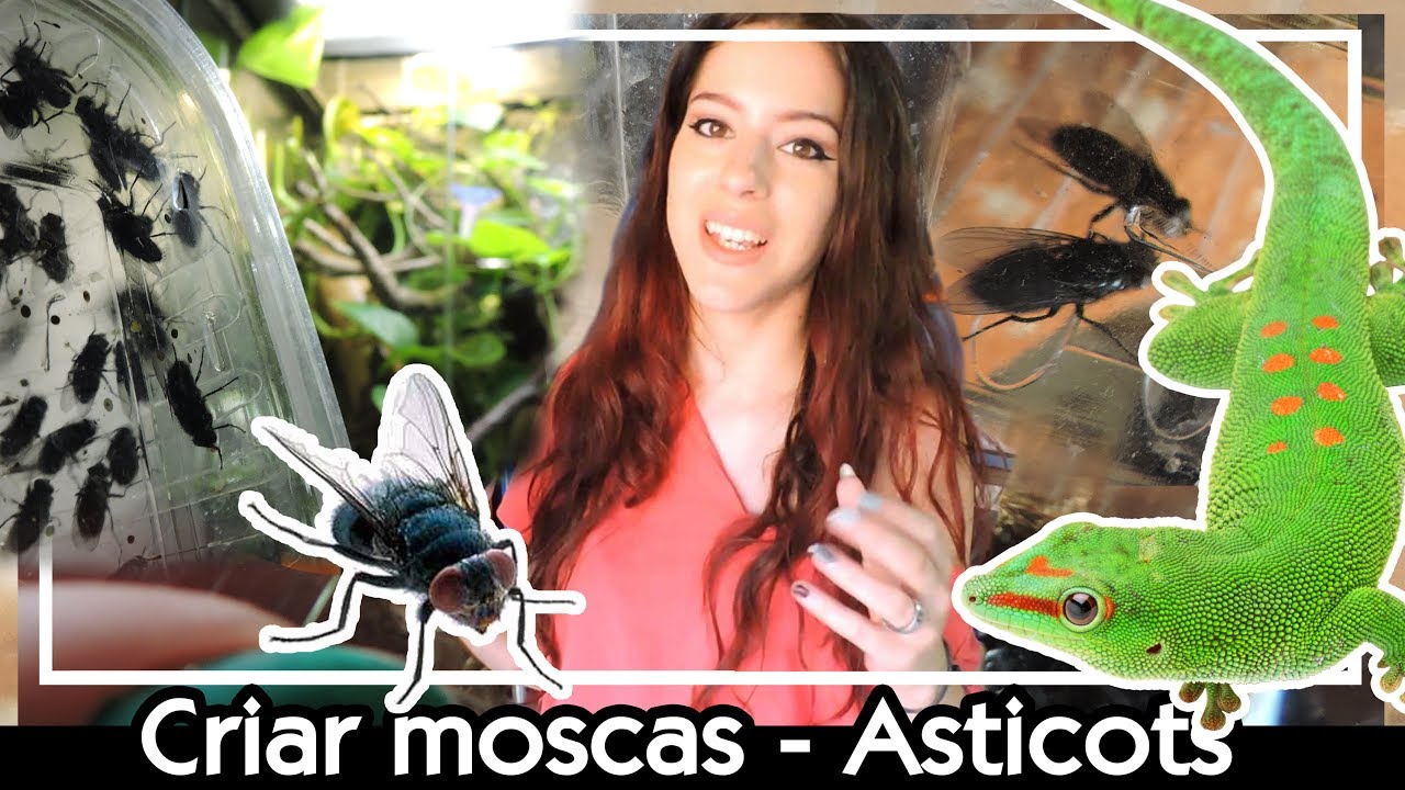 Críar moscas | daden Reptilera