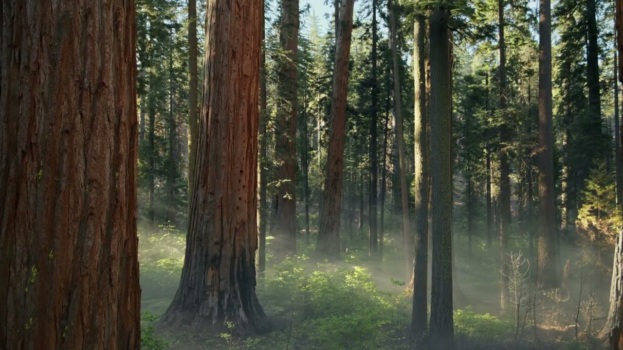 Apple MacOS Screensaver - Sequoia Morning (4K version)