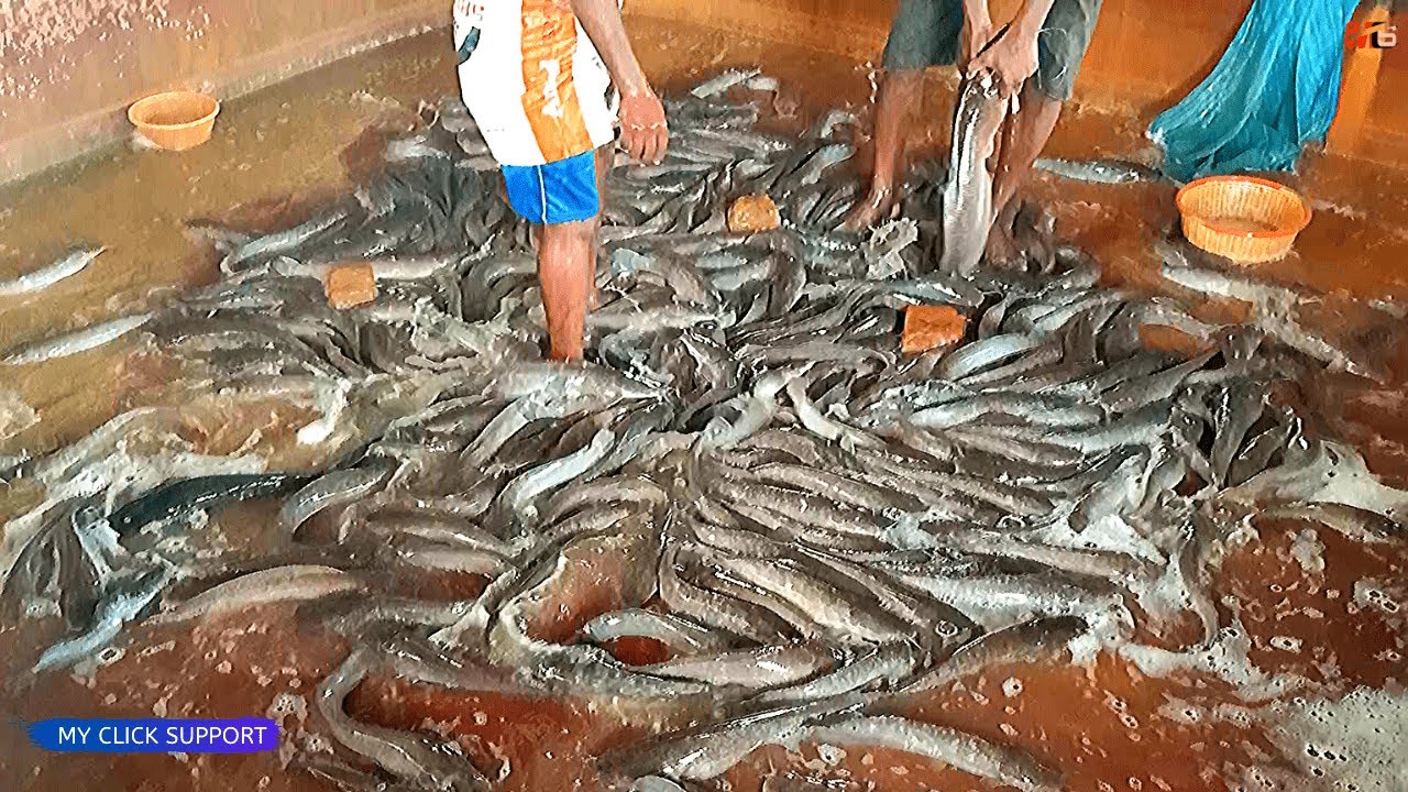 Amazing! Big Hybrid Magur Fish Reacting in Water Tank | Lot of  Big Catfish Rearing |Catfish Farming