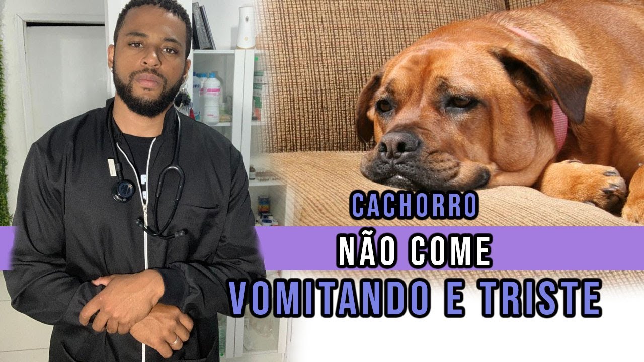 Cachorro n&atilde;o COME, VOMITA e est&aacute; TRISTE! (guia completo).