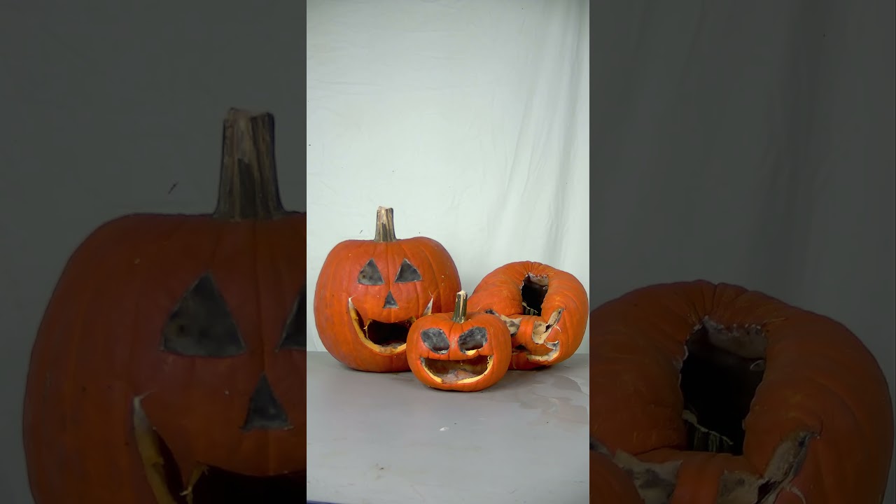 Halloween Pumpkins Rotting Time Lapse 2025 Short