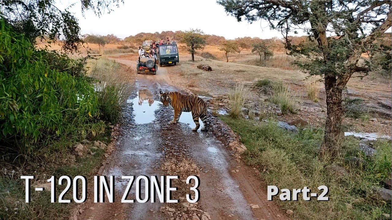 Tiger T-120 Beautiful Sighting In Ranthambhore.