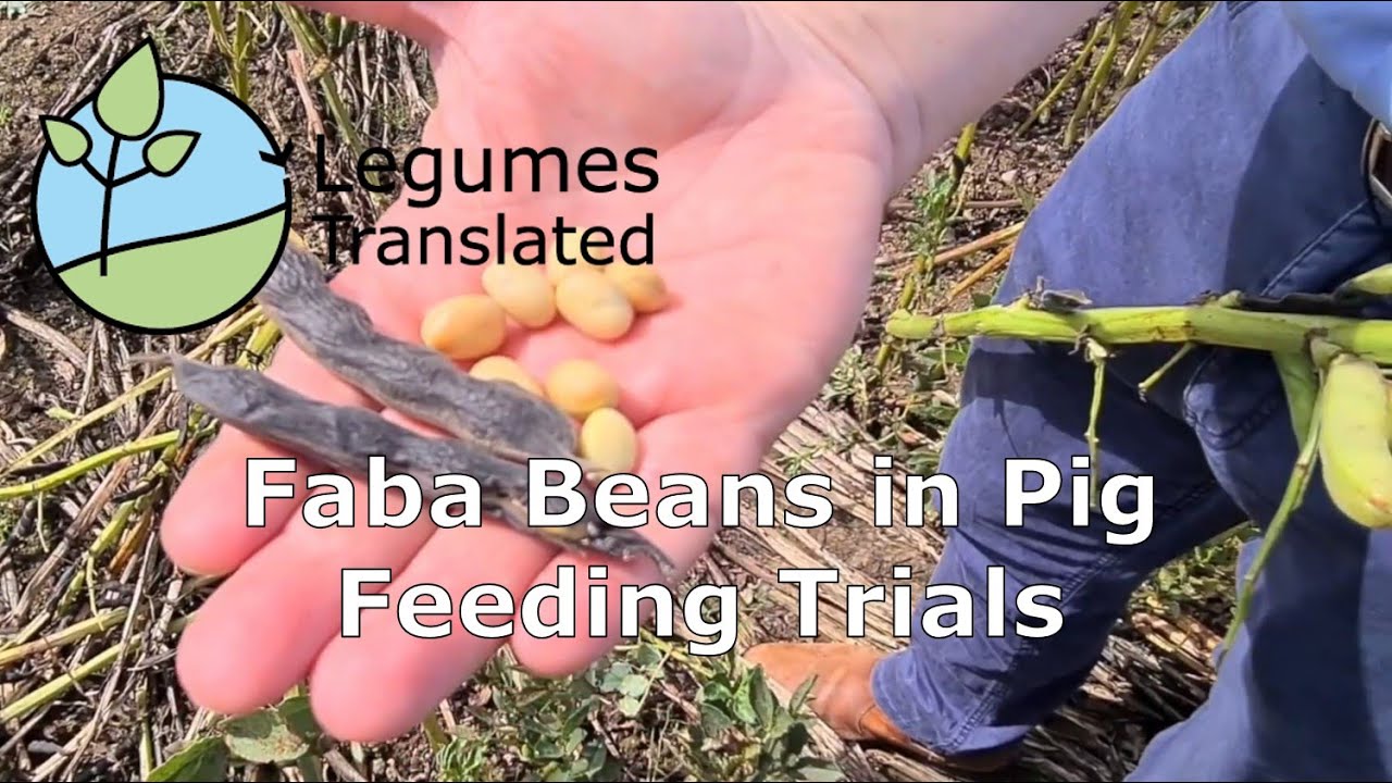 Faba Beans in Pig Feeding Trials