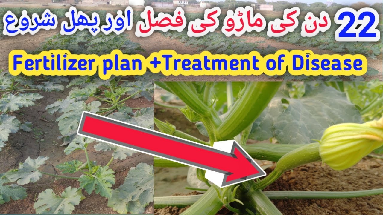 How to Make Marrow Vegetable best??||ماڑو فصل||Agriculture guru