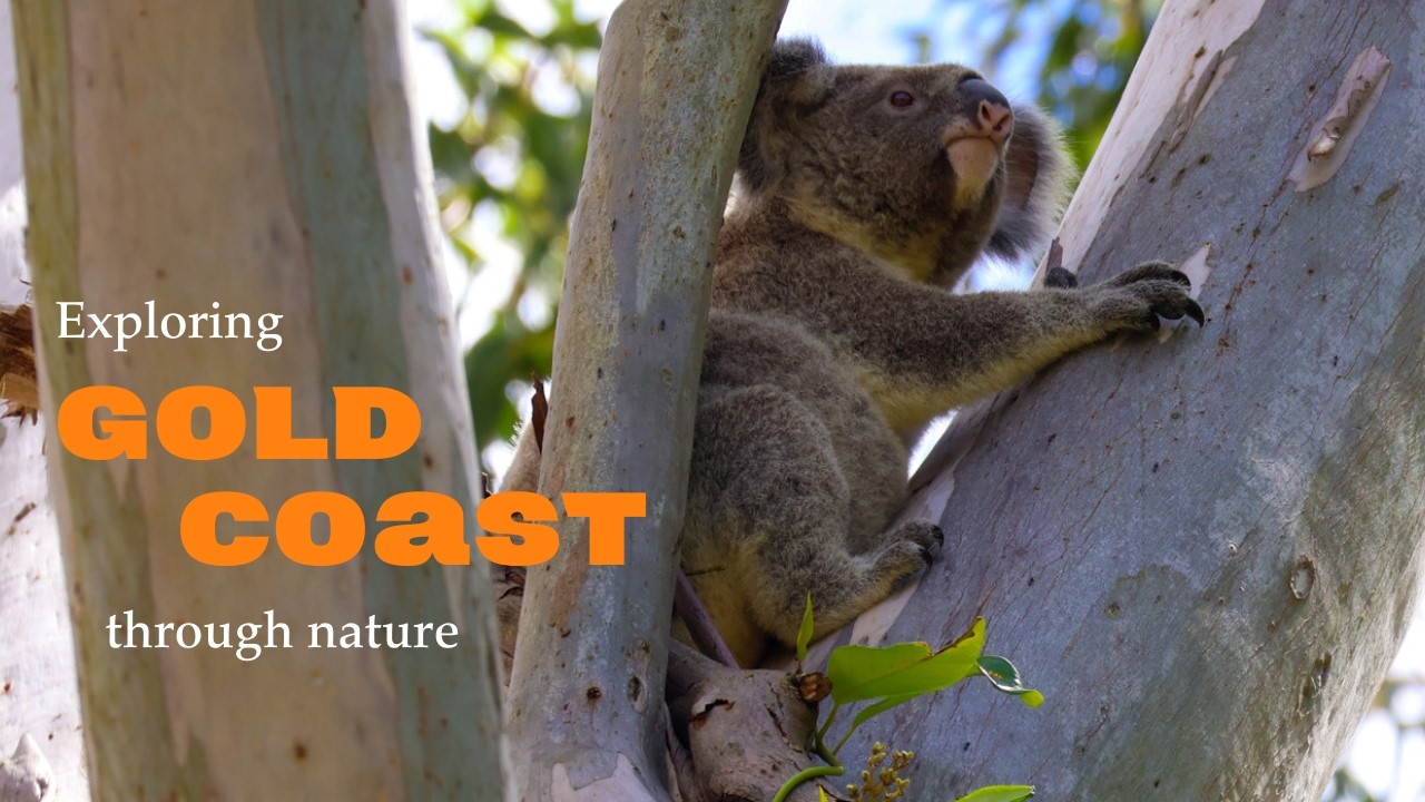 Exploring Gold Coast Through Nature (Wildlife, National Park & Beaches) 🌊🦘