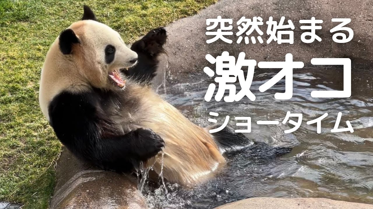 結浜ブチギレ💢激走からの木登り!そしてモートまで..お外で大暴れのお姉さんパンダ🎀