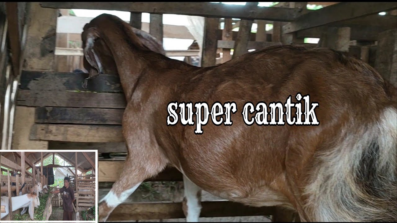Ternak full rumput || kambingnya 100% Super cantik yang sempurna