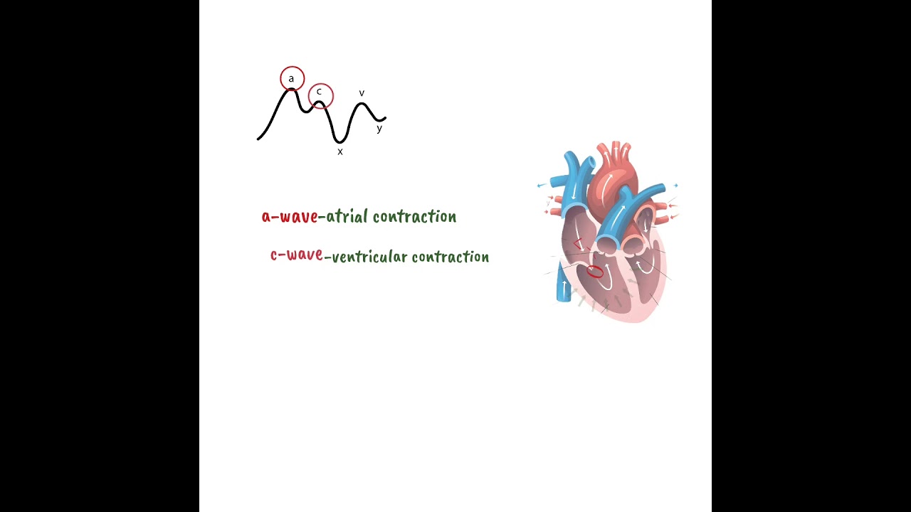 Jugular venous curve | JVP | Cardiology