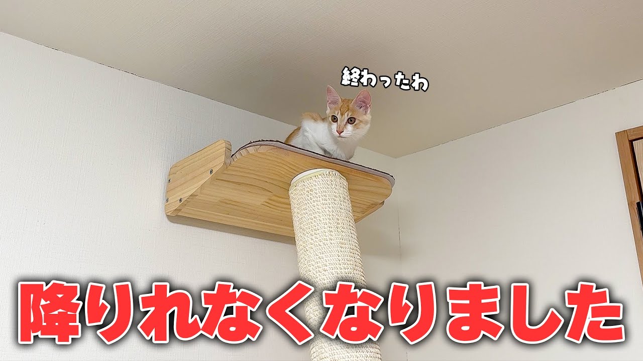 子猫に最大のピンチが訪れました。