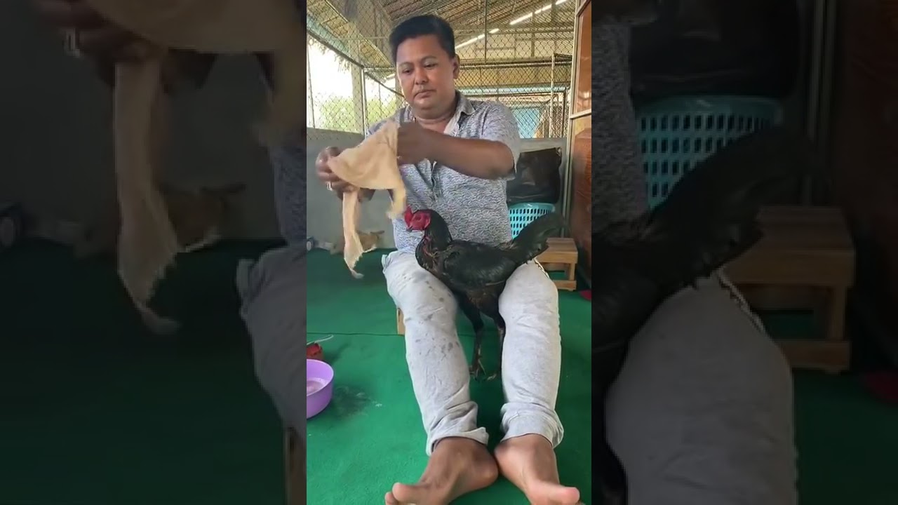 Cara memandikan ayam pama ala botoh thailand
