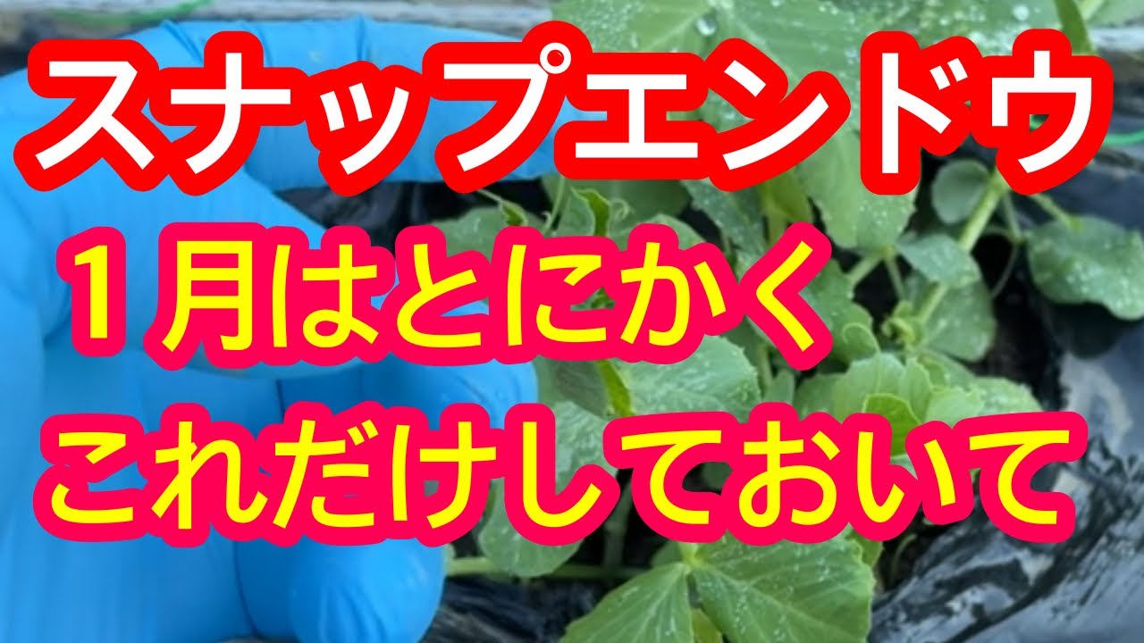 【スナップエンドウ】今しか出来ない作業。春に大きく甘い実をたくさん収穫するために１月にして欲しいポイントを３つ解説します。