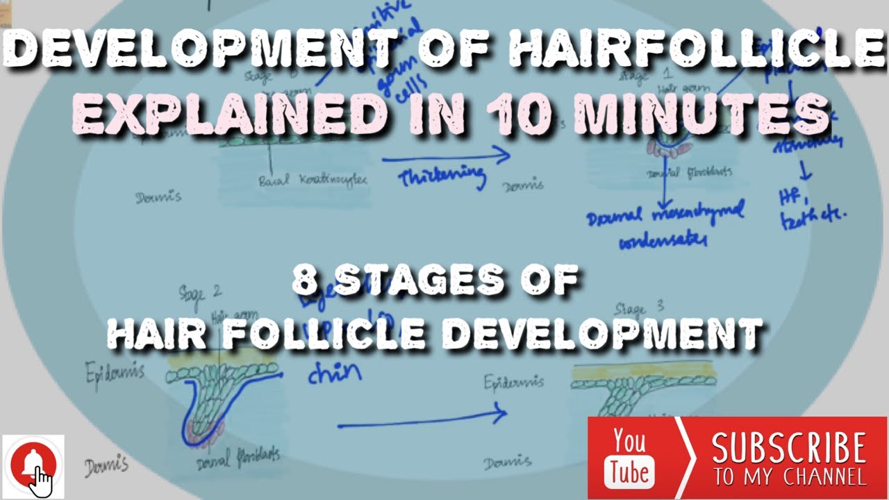 Development of Hair follicle - Explained in 10 minutes