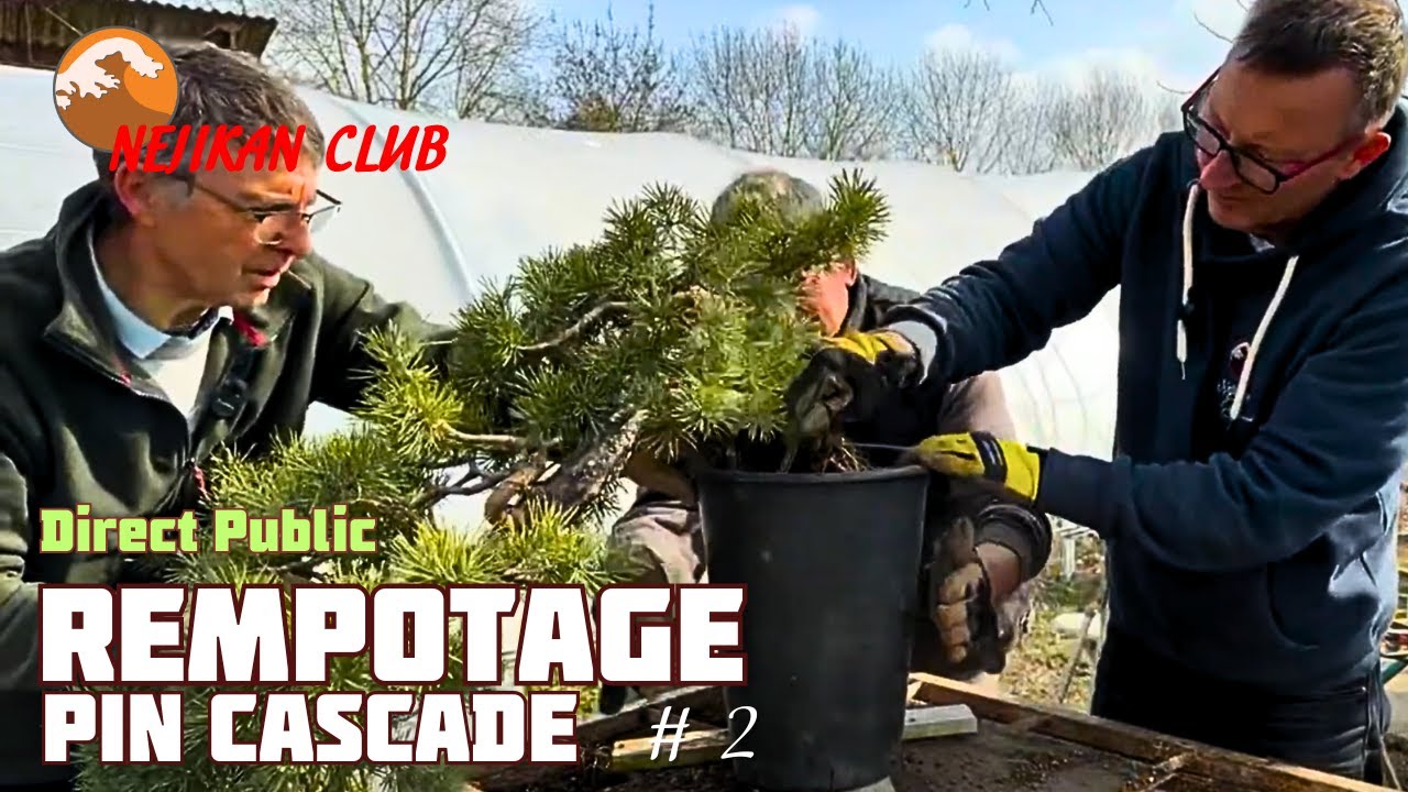 Rempotage d'un Pin Sylvestre Style Cascade - Épisode 2 - TECHNIQUE - ✅ NEJIKAN CLUB PUBLIC ✅