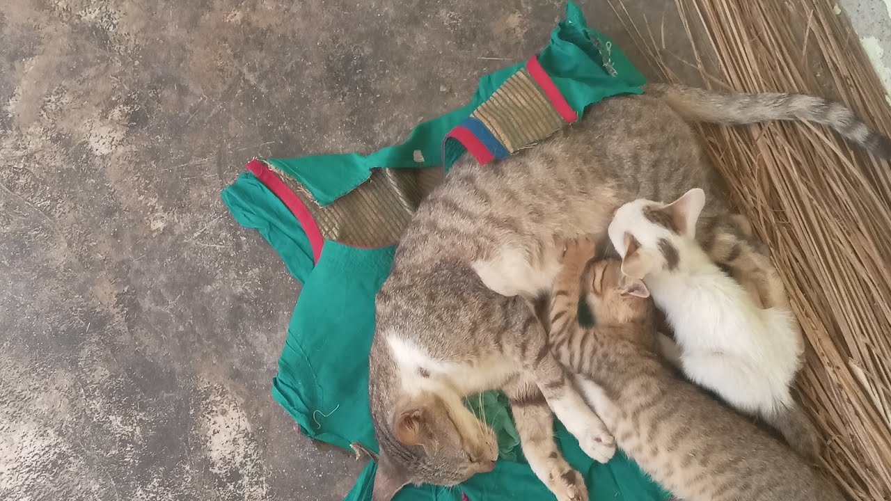 Different place mother cat feeding kittens and playing , urakam cute moment# playing kitten# mother#
