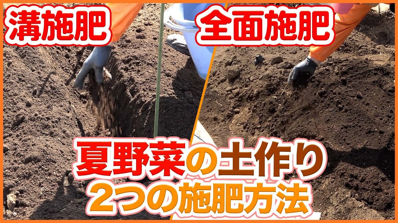 家庭菜園や農園で夏野菜栽培に向けて土作りと畝作り！溝施肥と全面施肥の違いを徹底解説！【農園ライフ】