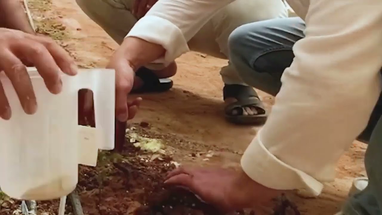 Al-Qassim, Buraidah, Saudi Arabi - Farming in a desert with ZION