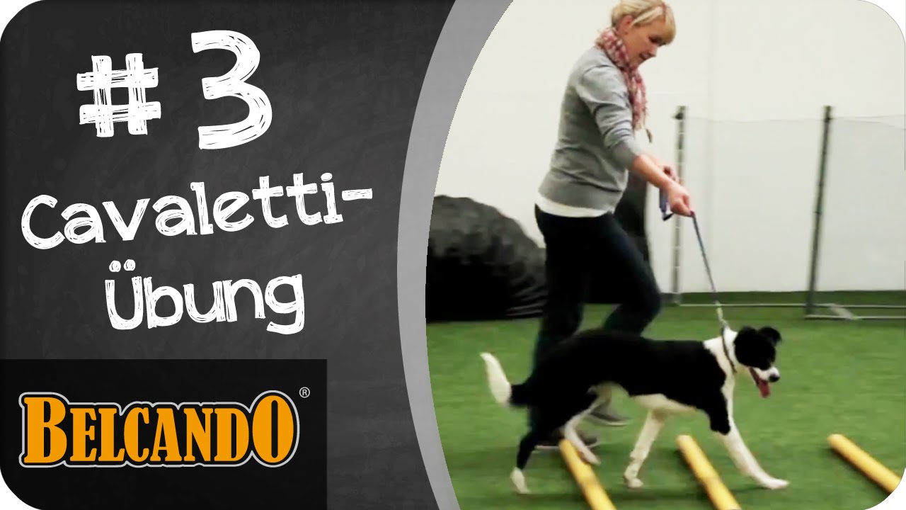 BELCANDO | Agility - Vom Junghund zum Sporthund #3 Cavaletti-Übung