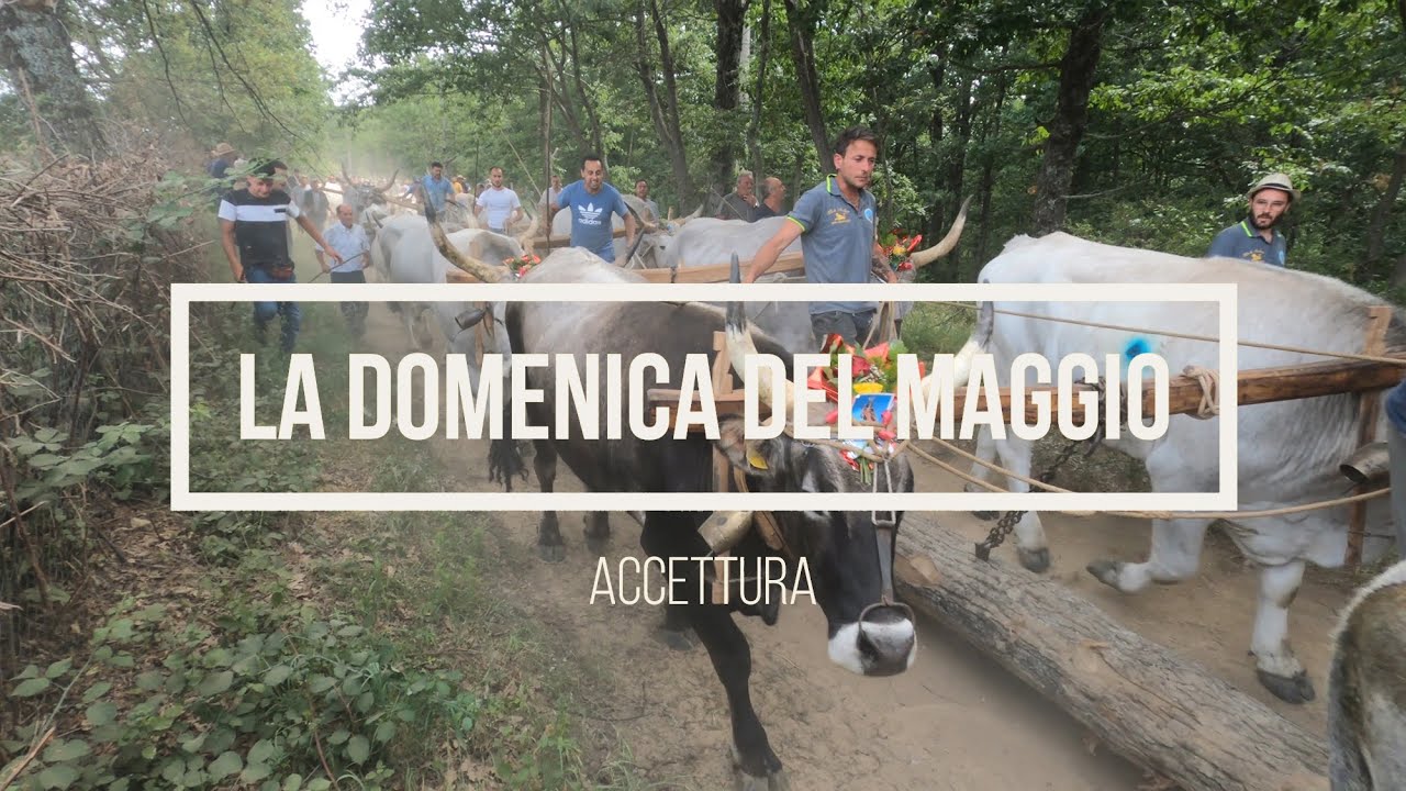Il Maggio di Accettura | 2022