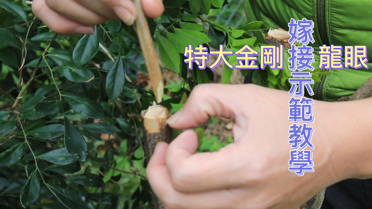 特大金剛龍眼嫁接示範教學【2022/01/31】