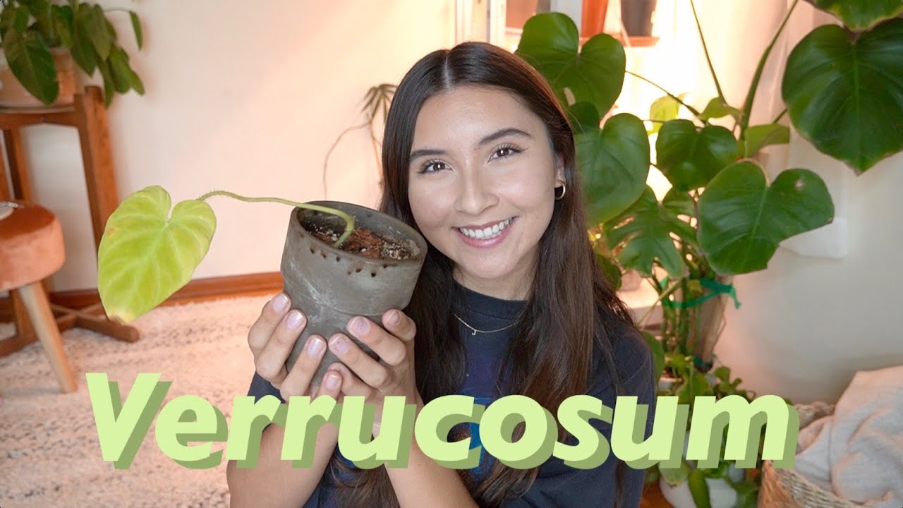 Philodendron Verrucosum Revived in Water and Now Back into Soil