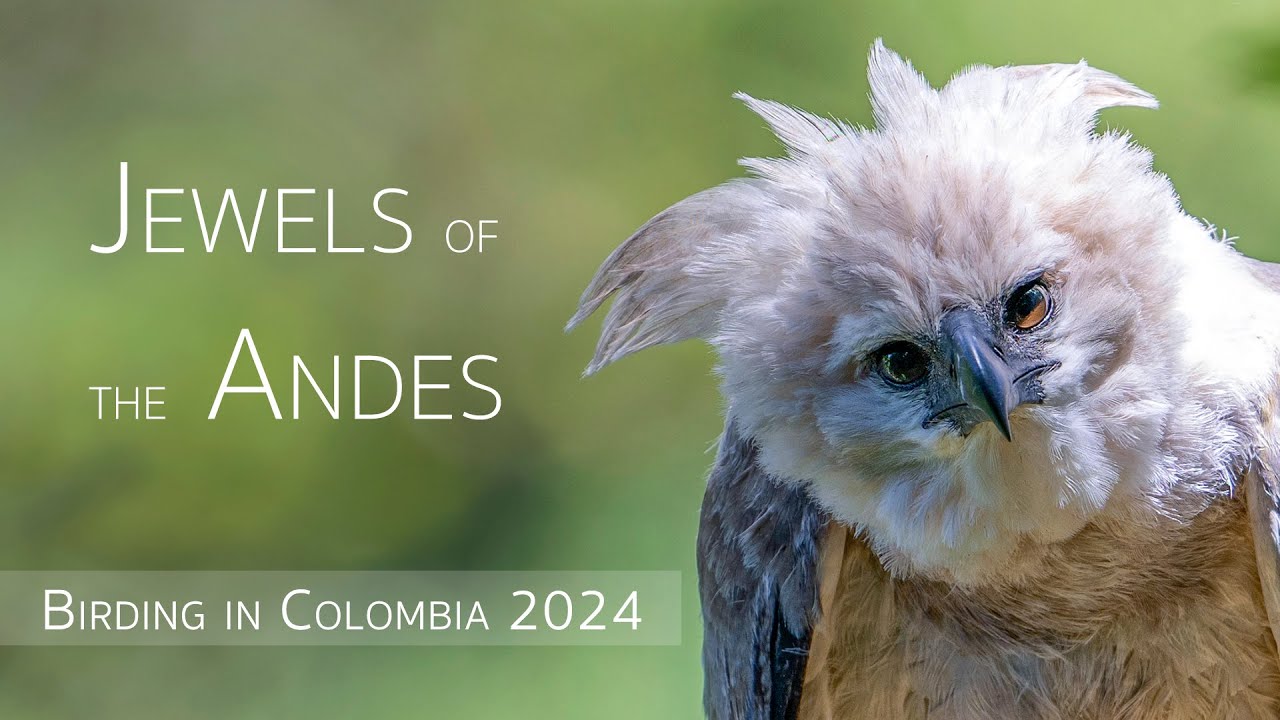 Birding in Colombia: Jewels of the Andes | Birds of Colombia | EP 3/4