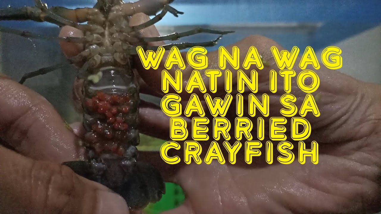 CRAYFISH EGGS Tips and idea (maging AWARE)