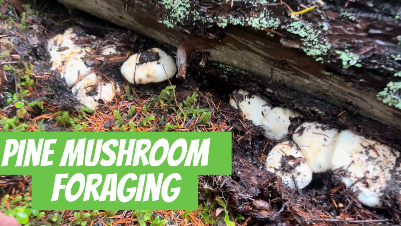 Pine Matsutake Mushroom Foraging in Heavy Rain
