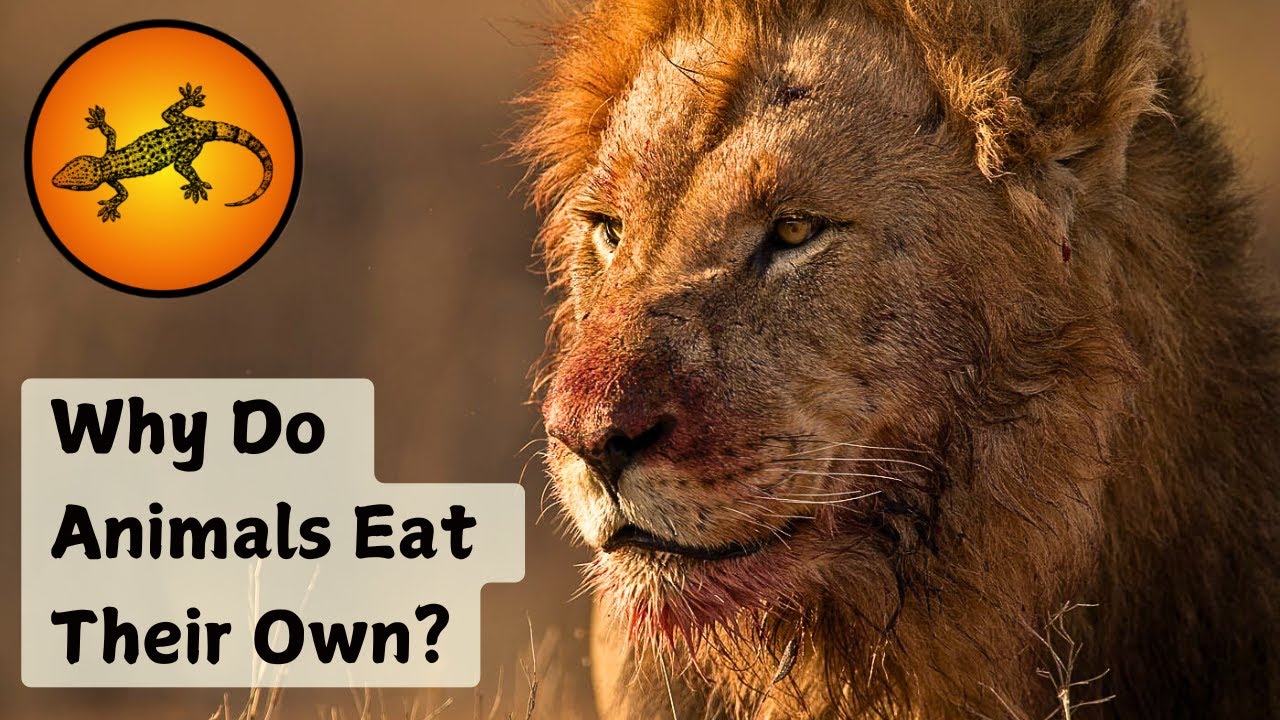 Why Do Some Animals Turn to Cannibalism?