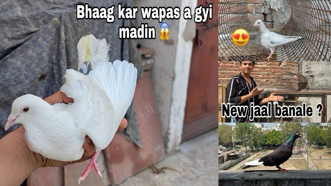 Itna Purana Kabutar Bhag Kar Wapas Aa Gaya😍🕊️||