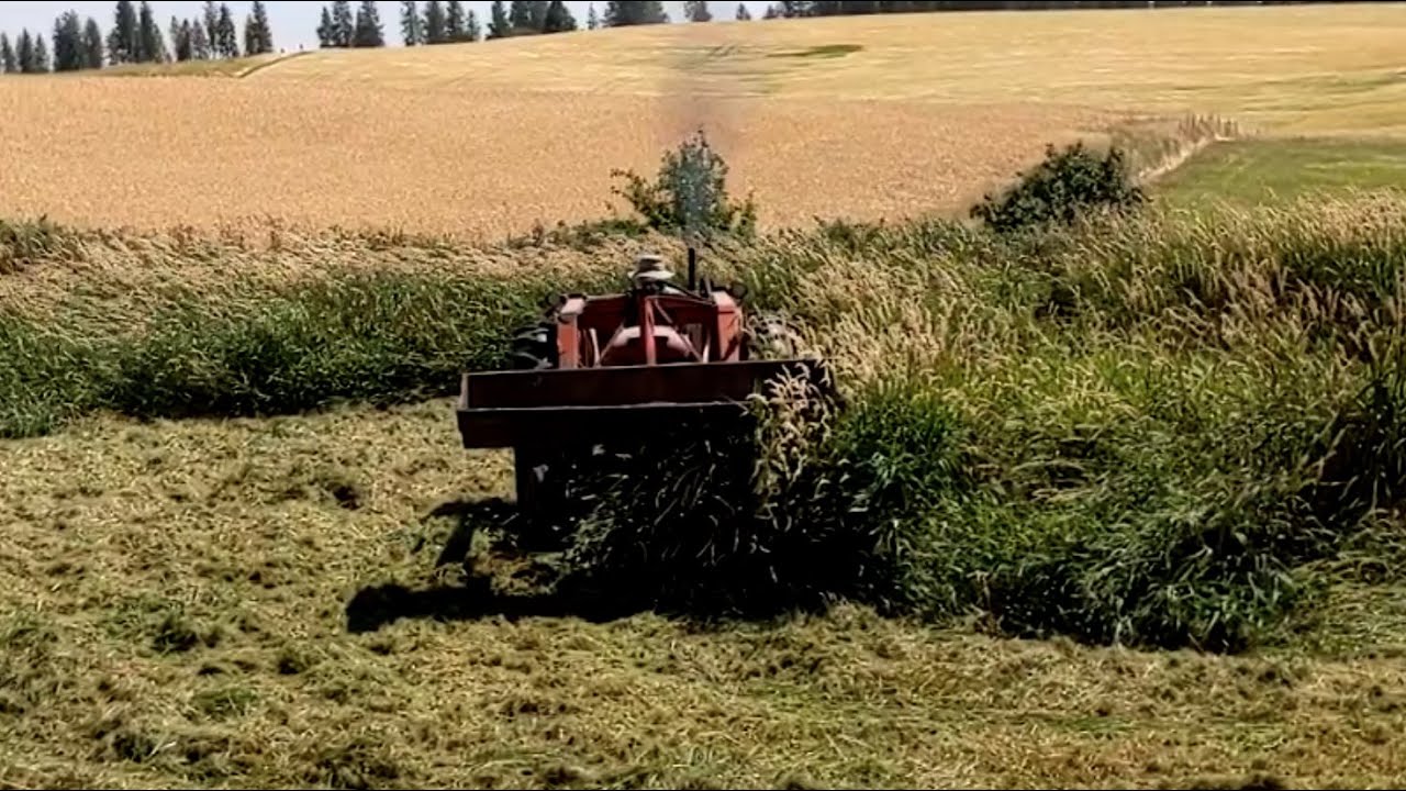 60 year old 1962 Massey Ferguson 65 Diesel Tractor Mowing Very Tall Grass, MF-65 Tarter Mower