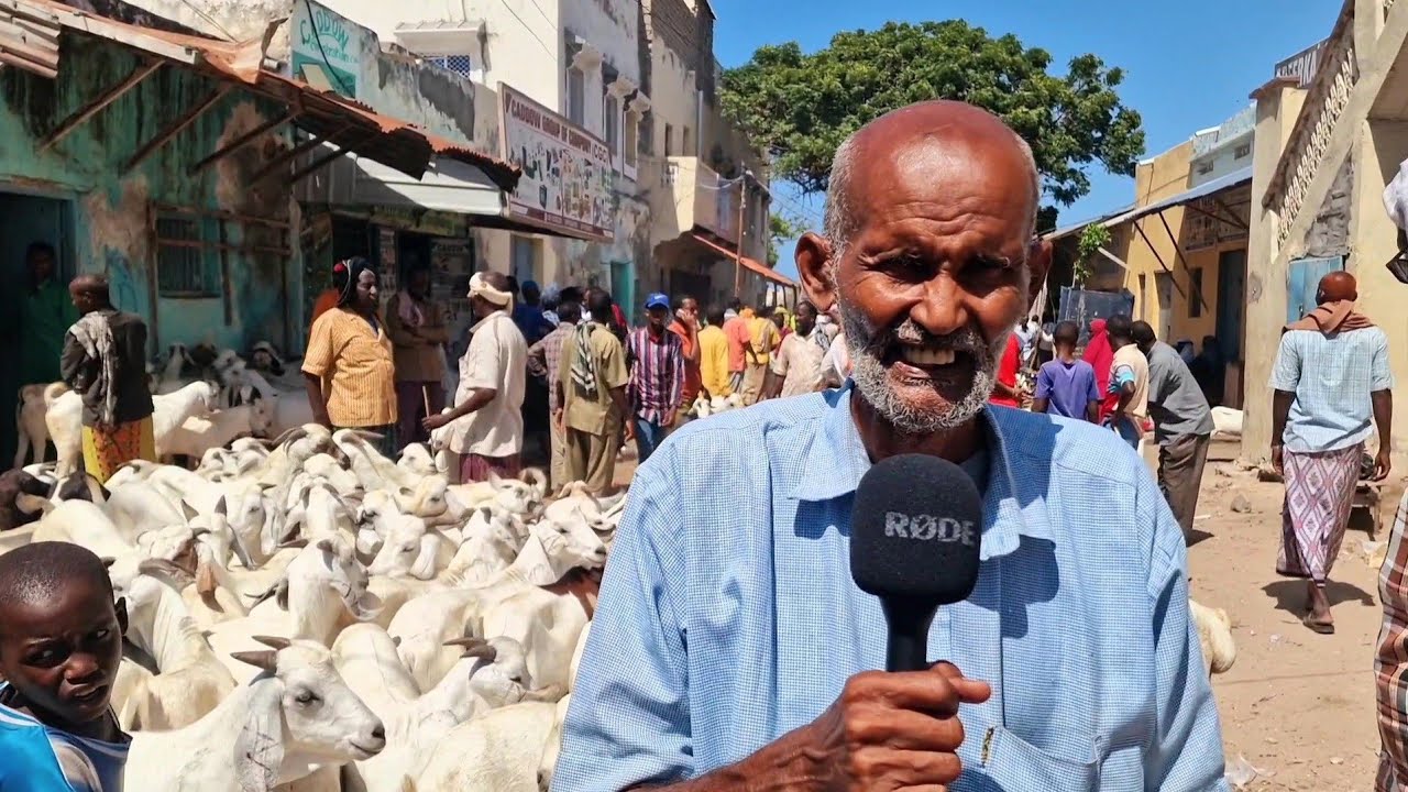 Malinata 8aad bisha Carafa Magalada Barawe Suuqa Xoolaha degmada Qiimaha Xoolaha Ari iyo lo'c
