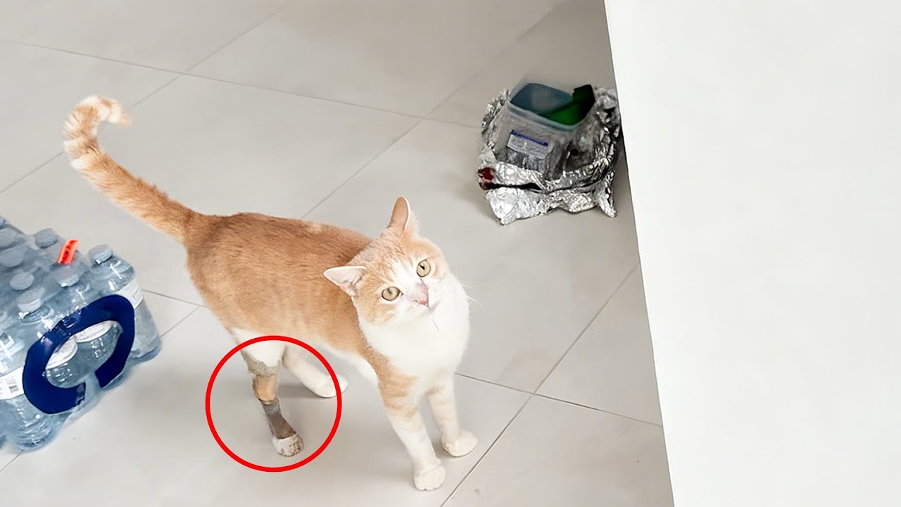 My 7 Year Old Cat Does This WEIRD Thing...