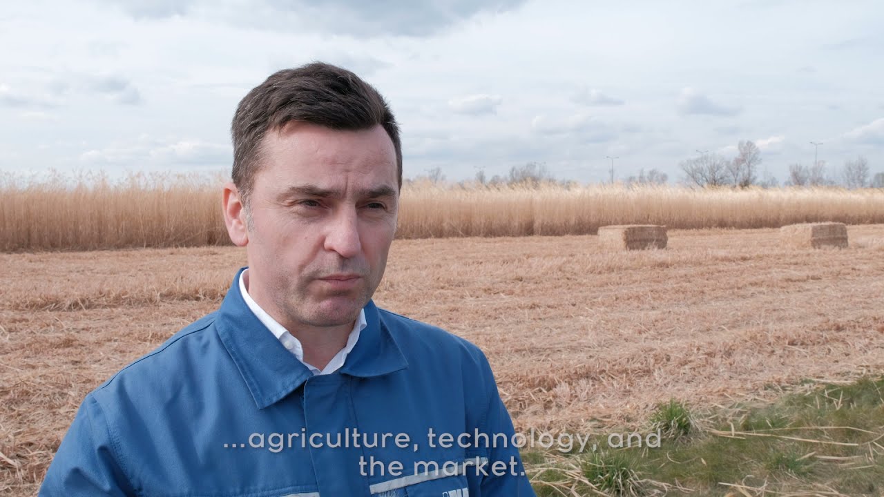 Žetva miskantusa 2020.