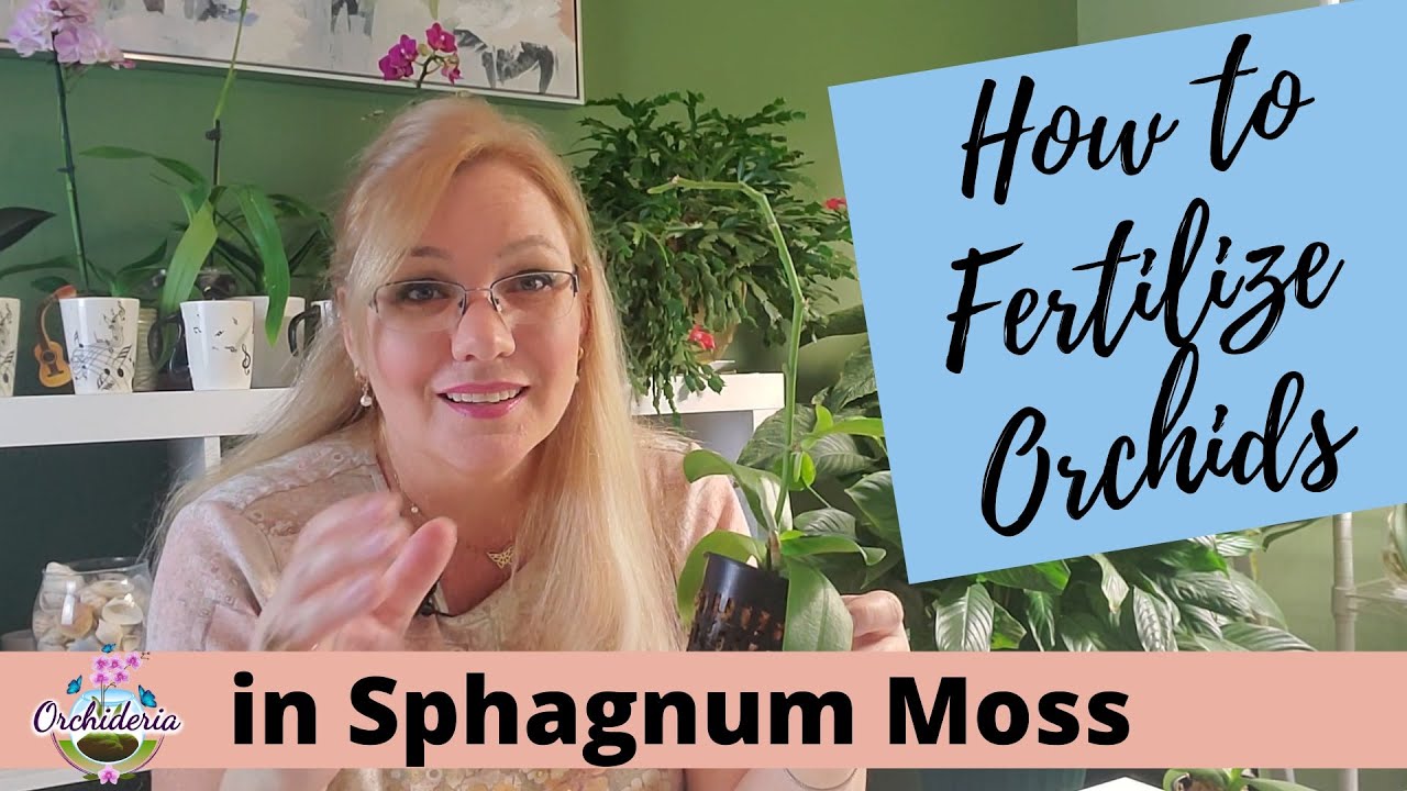 Fertilizing in Sphagnum Moss: 3 Incredible Methods for Orchid Growth