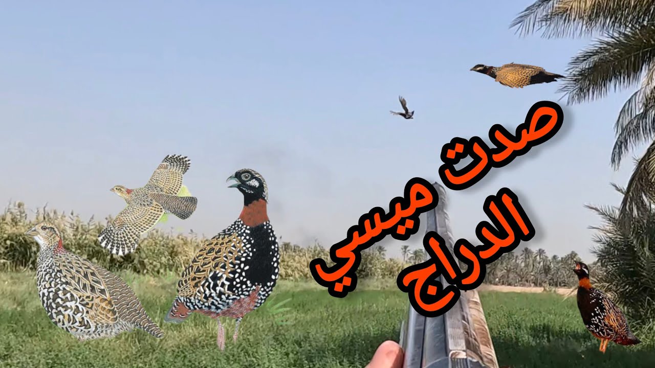 صيد الدراج عل الطاير....رمي هوائيه دقيق جدا