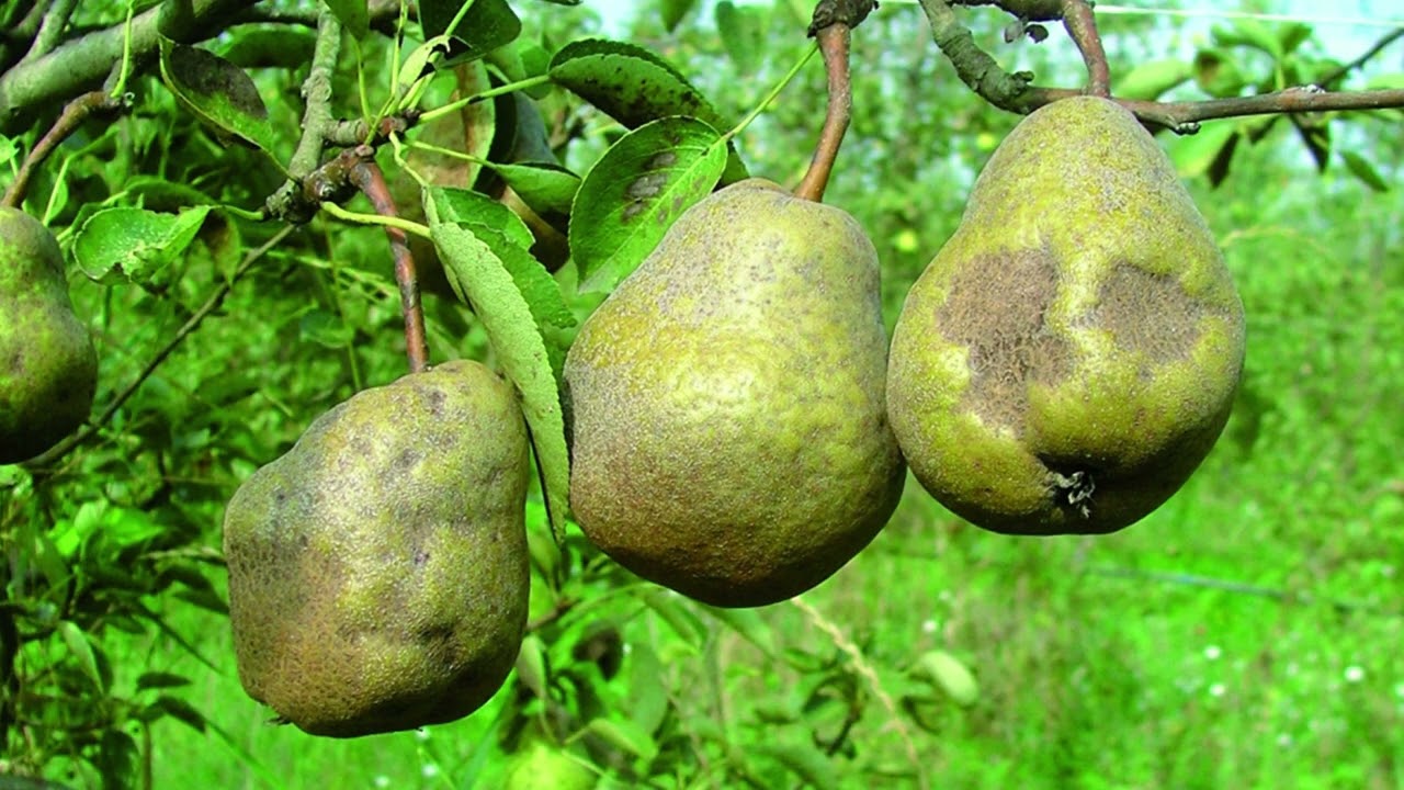 Notiziario frutticolo 18 agosto 2023