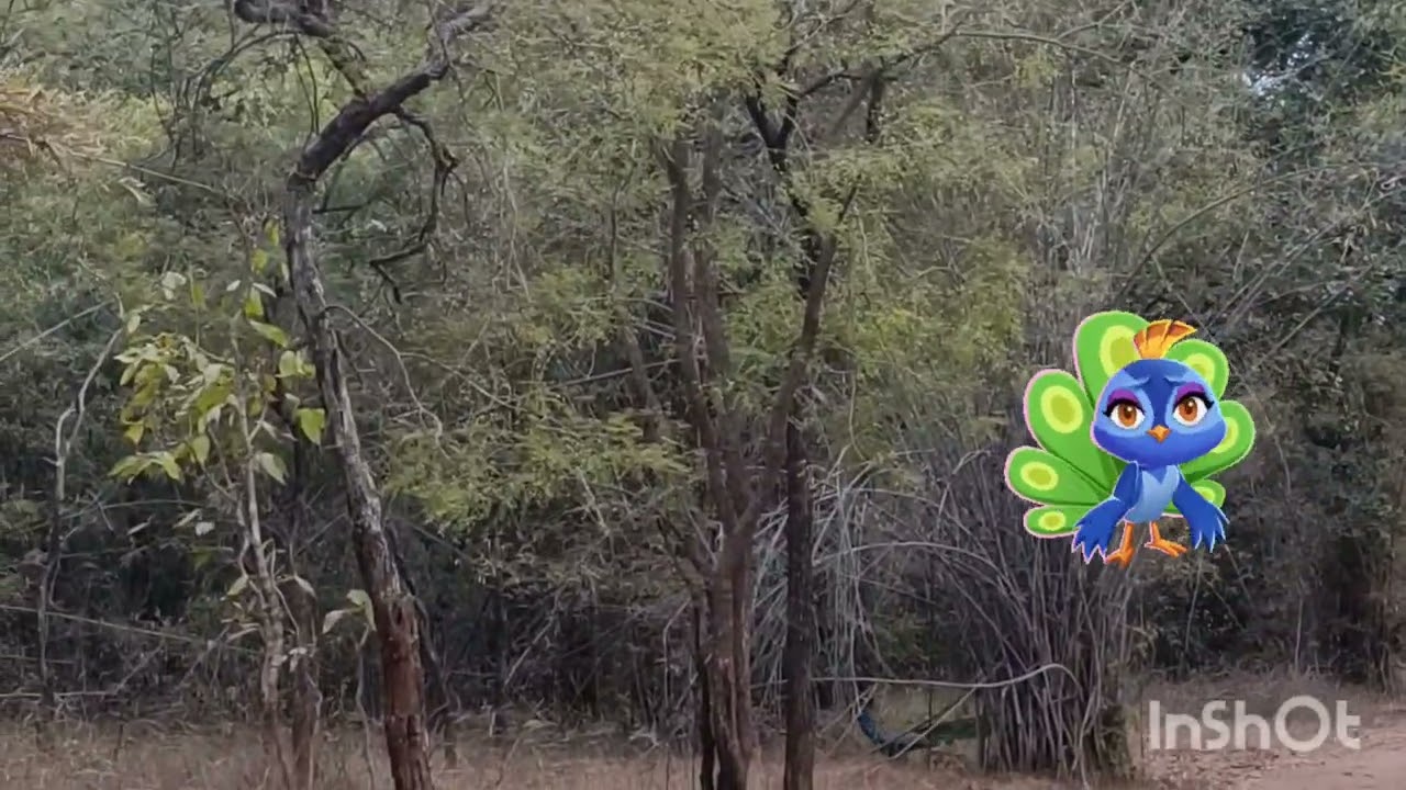 Spotted Tiger in Bandhavgarh Tiger Reserve Area (Tala Zone)