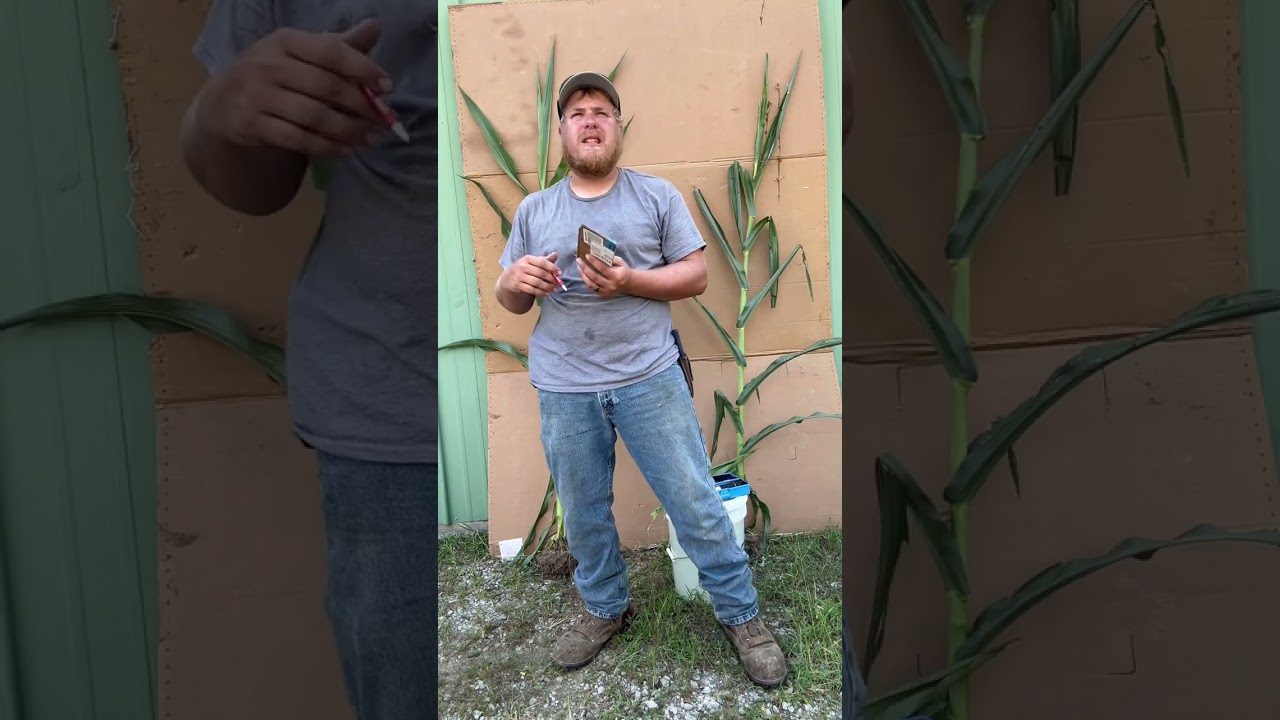 Raising corn with a compost extract, food source, and green lightning nitrogen. 