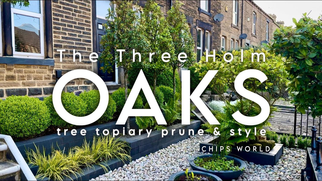 Tree Topiary: Simple Trim prune and shape #topiarytree #treepruning