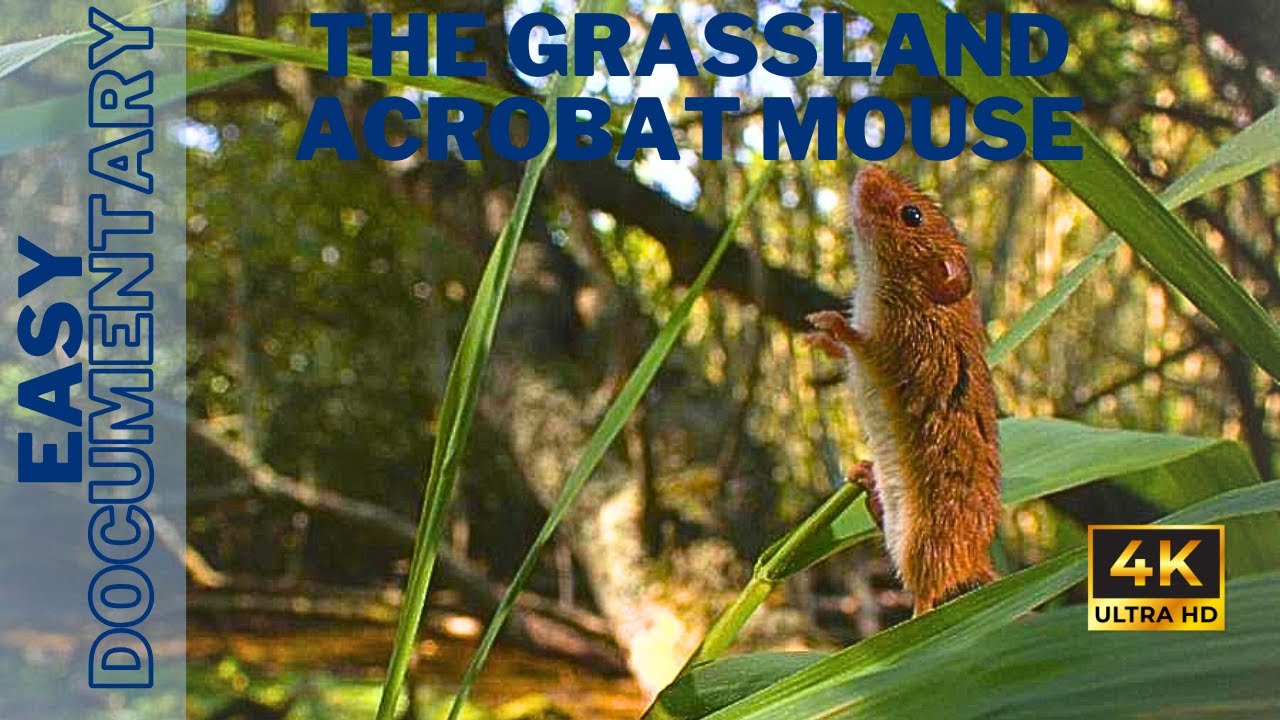 The Grassland Acrobat Mouse - 4K UHD Documentary