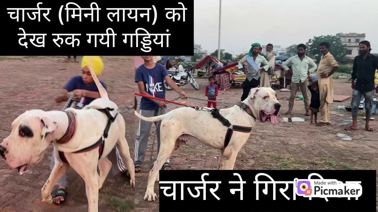 चार्जर  की दहशत लोगो के बीच | Public Ractions On Charger(The Mini Lion)