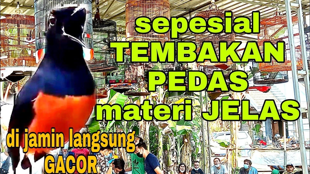 SIMULASI LOMBA MURAI BATU