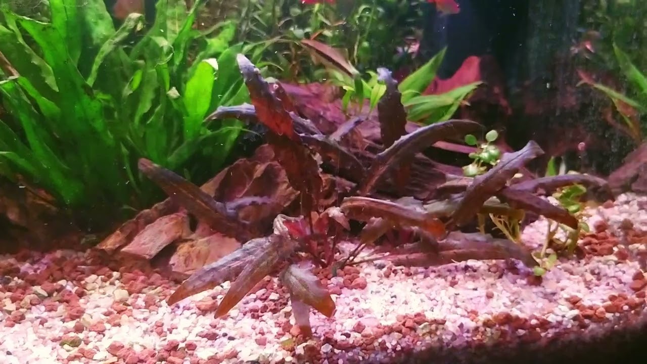 My 54 litres Community Aquarium